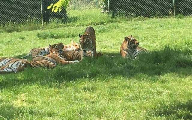 Parking & Camping Safari Park