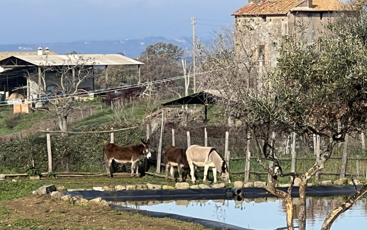 Agricampeggio Paliano
