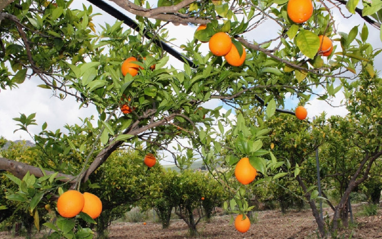 Tenuta Lanza Il Mulino