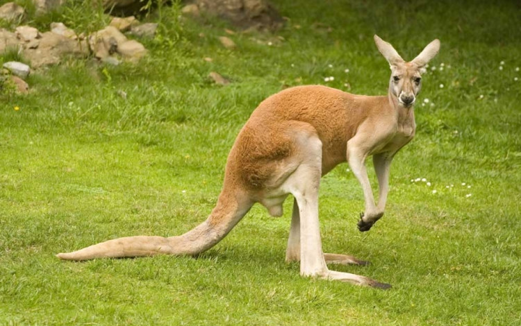 Parcheggio Zoo d'Abruzzo