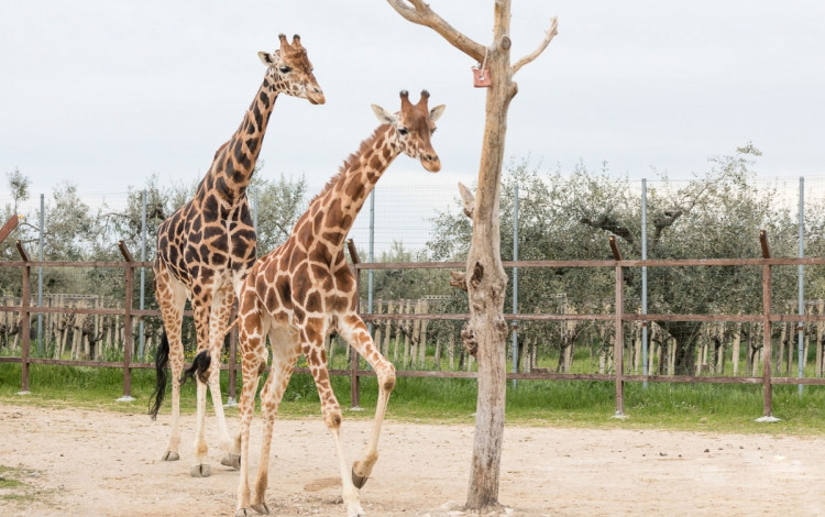 Parcheggio Zoo d'Abruzzo
